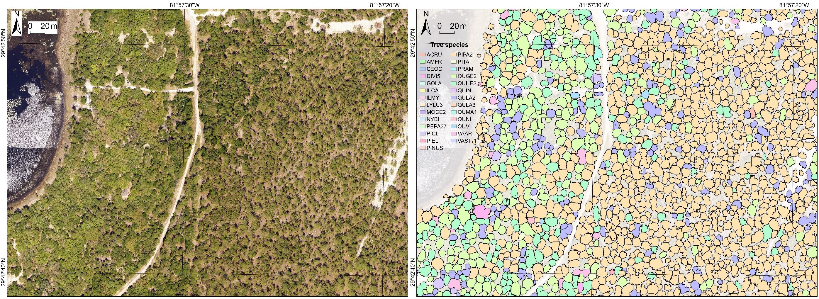 We combined optical imagery, canopy height models, and imaging spectroscopy map the species of individual tree crowns.