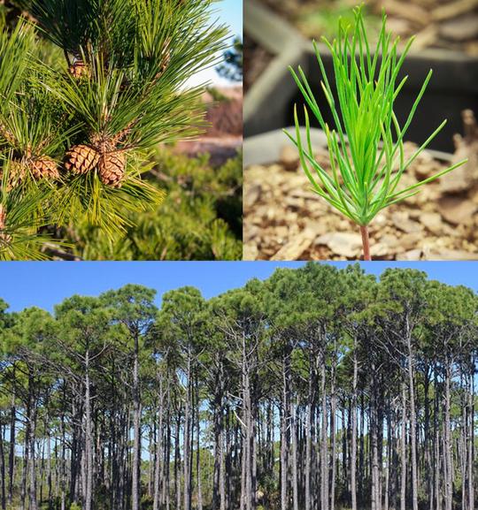 Tree Fecundity and forest regeneration