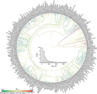 Reconstructed evolution history of $D_{opt}$ (the diameter when maximum fecundity occurs) using continuous character mapping. Phylogenetic signal was estimated using Pagel’s $\lambda$.