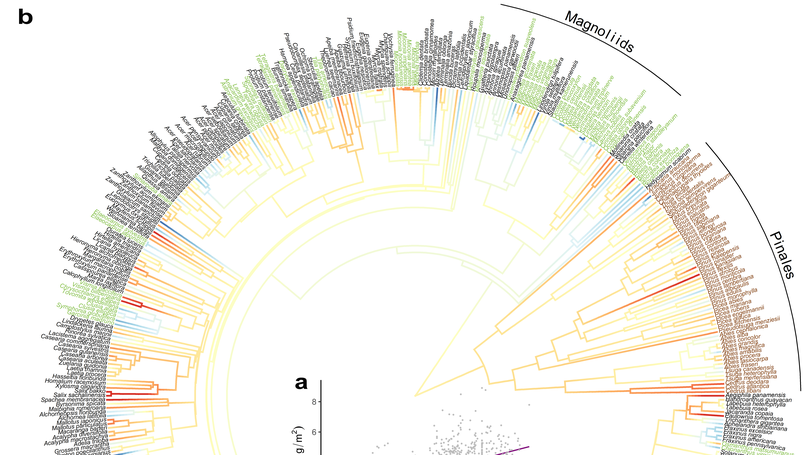 Limits to reproduction and seed size-number trade-offs that shape forest dominance and future recovery